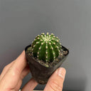 Echinopsis Hybrid 'Heijingang', 3-4cm