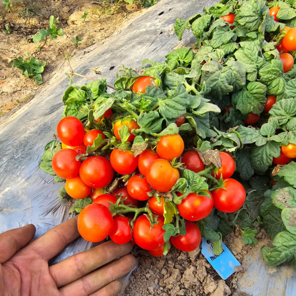 841 MiniBell Red Tomato, 5 Seeds