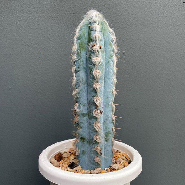 Pilosocereus azureus, 9-10cm