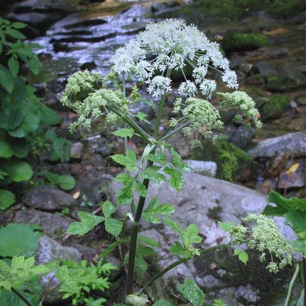 Hemsley's Hogweed Seeds, 100 Seeds