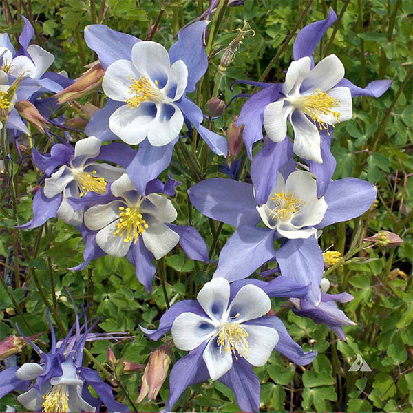 Hezhichun Aquilegia 'Cat's Paw Mix' Seeds, 1g