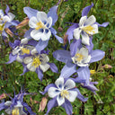 Hezhichun Aquilegia 'Cat's Paw Mix' Seeds, 1g
