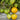 680 Melon Liqueur F6 Tomato, 5 Seeds