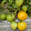 680 Melon Liqueur F6 Tomato, 5 Seeds