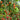 895 Little Baby Black Beefsteak Tomato, 5 Seeds