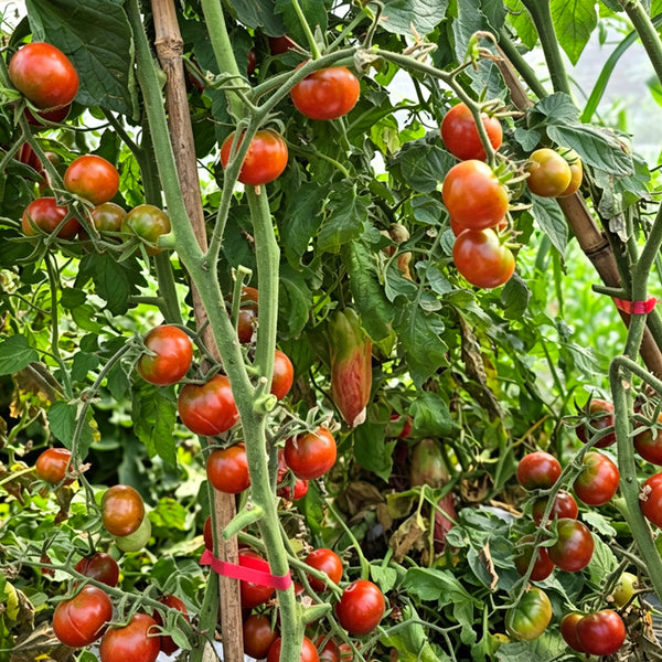 895 Little Baby Black Beefsteak Tomato, 5 Seeds
