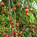 895 Little Baby Black Beefsteak Tomato, 5 Seeds