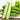 Spineless Mini Cucumbers Seeds, 50 Seeds