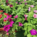 Hezhichun Mixed Color Petunia Seeds, 1g