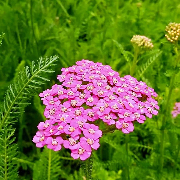Pink Yarrow, 500 Seeds