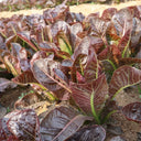 Purple Roman Lettuce Seeds, 10g