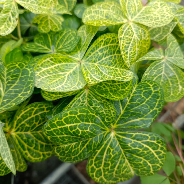 Oxalis corymbosa 'Aureo-reticulata', 5 Bulbs