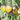 947 Rebel Green Gold Gem Tomato, 5 Seeds