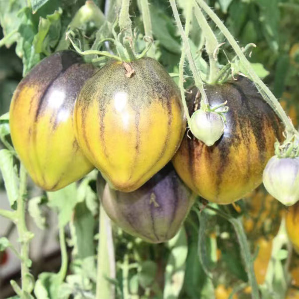 947 Rebel Green Gold Gem Tomato, 5 Seeds