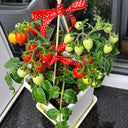 553 Little Heartbreaker Tomato, 5 Seeds