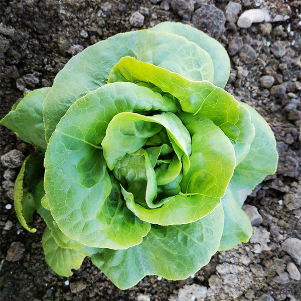 Silken Butter Lettuce Seeds, 2g