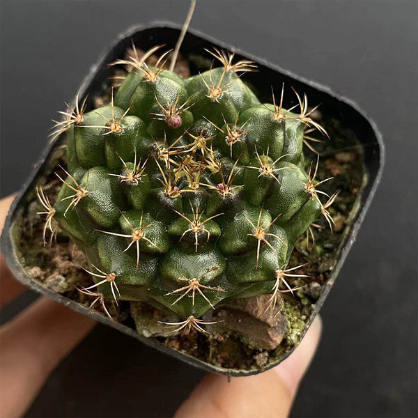 'Lishe Peony' Live Cactus, 3-4cm