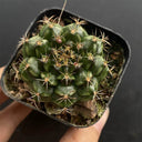 'Lishe Peony' Live Cactus, 3-4cm