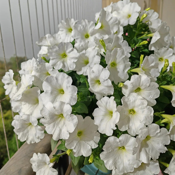 White Hybrid Petunia, 100 Seeds