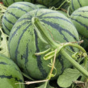 Snow Pear White Watermelon Seeds, 10g
