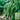 'Jiefeng' Dwarf Long Bean Seeds, 20g