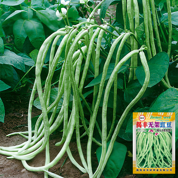 'Jiefeng' Dwarf Long Bean Seeds, 20g