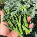 Haiwang Songqing Broccoli, 50 Seeds