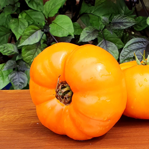 'Peaches and Cream' Tomato Seeds, 5 Seeds