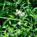 Bouncing Bet Seeds, 200 Seeds