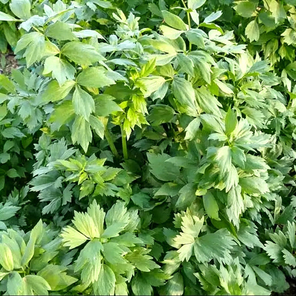 Garden Lovage, 100 Seeds