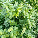 Garden Lovage, 100 Seeds