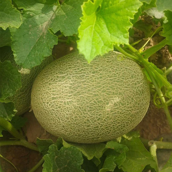 Hami Melon Seeds, 25 Seeds