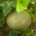 Hami Melon Seeds, 25 Seeds