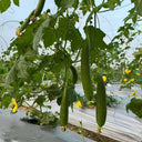 Thai Green Thumb Luffa, 3 Seeds