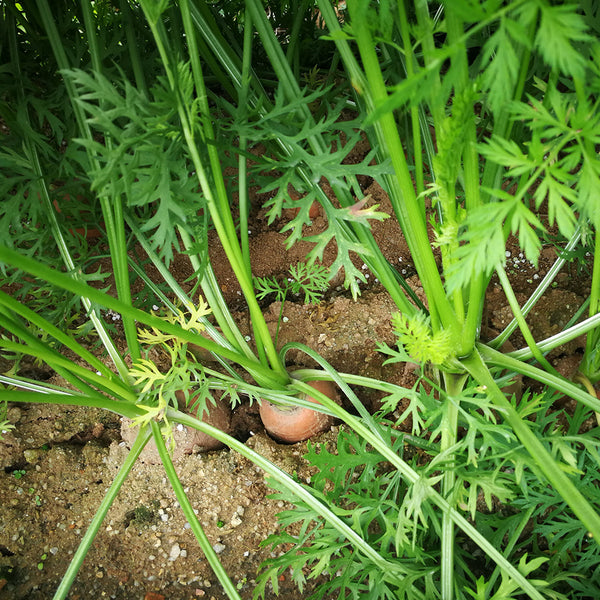 Rainbow Carrot Seeds, 0.5g