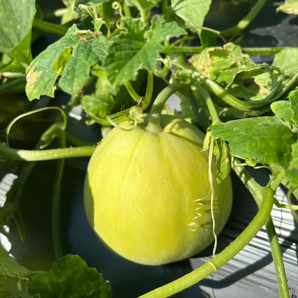 Sanjiang Tianbao Muskmelon Seeds, 5g