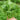 Jiemei Xiangju Garland Chrysanthemum Seeds, 10g