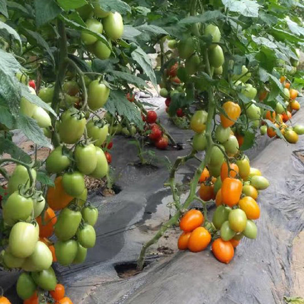 Yellow Roman Tomato Seeds, 100 Seeds