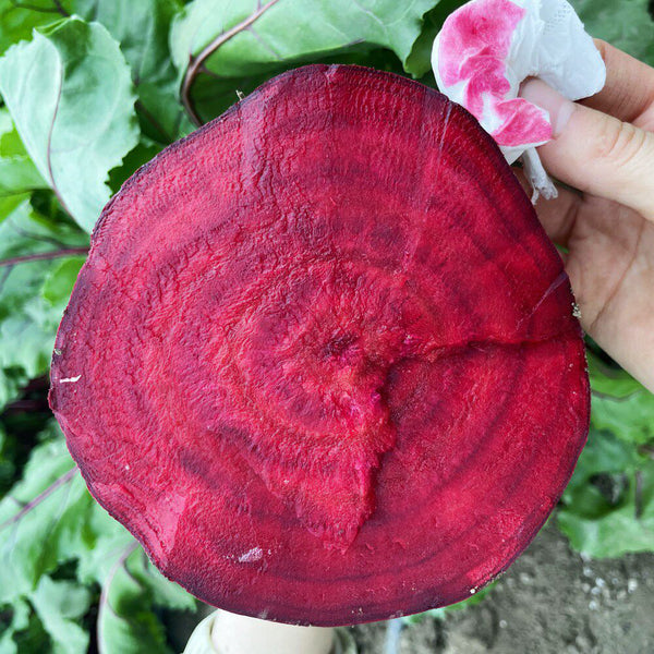 Dutch Red Beetroot Seeds, 2g
