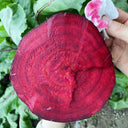 Dutch Red Beetroot Seeds, 2g