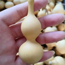 Tianjin Mouth Gourd, 10 Seeds