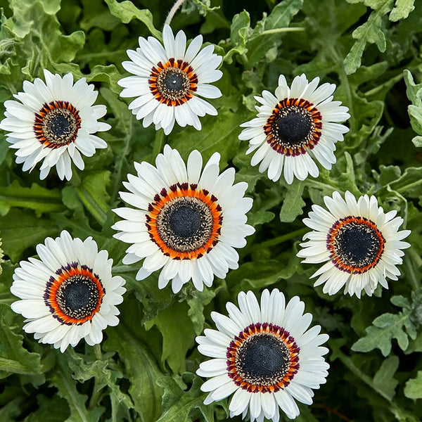 Double White Cape Daisy, 100 Seeds