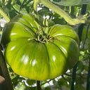 Green Steak Tomato, 100 Seeds