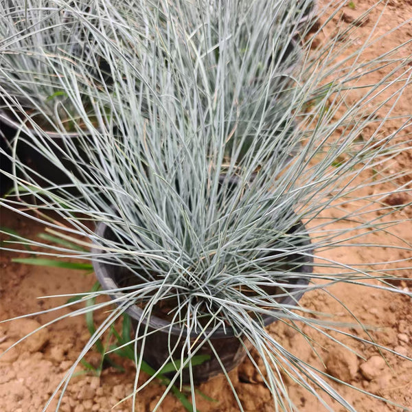 Festuca glauca, 100 Seeds