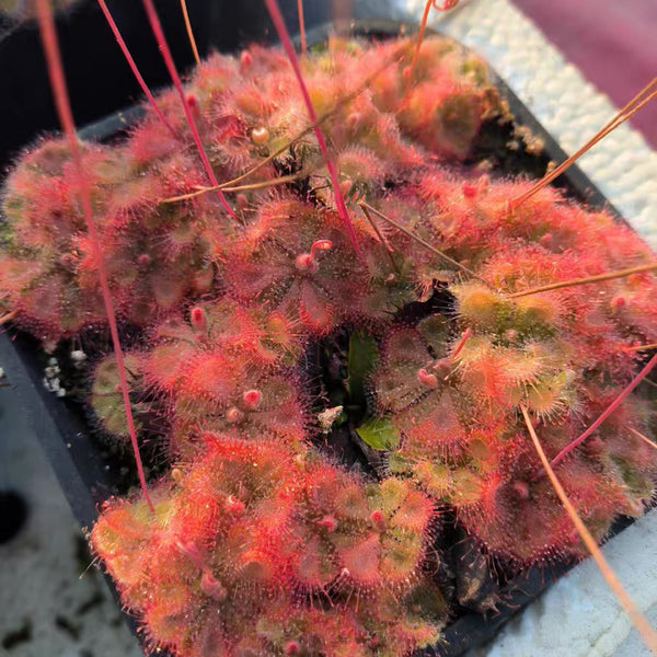 Drosera burmannii 'Humpty Doo' Seeds, 100 Seeds