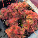 Drosera burmannii 'Humpty Doo' Seeds, 100 Seeds