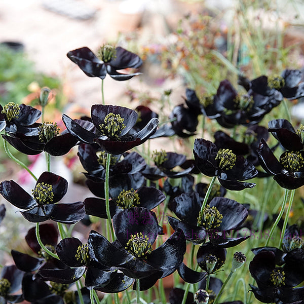 'Black Magic' Corn Poppy Seeds, Pkt of 50