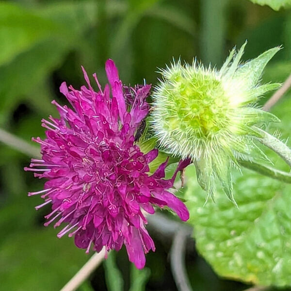 Purple-red Pincushion Flower Seeds, 200 Seeds