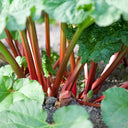 Garden Rhubarb, 15 Seeds