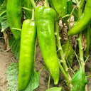 Hongyun No.1 Sweet Pepper F1, 100 Seeds